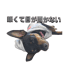名犬サクちゃん4（個別スタンプ：35）