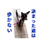 名犬サクちゃん4（個別スタンプ：37）