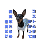 名犬サクちゃん4（個別スタンプ：38）