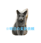 ゆうたとカメックス日常使い（個別スタンプ：4）
