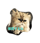 ゆうたとカメックス日常使い（個別スタンプ：7）