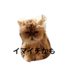 ゆうたとカメックス日常使い（個別スタンプ：8）