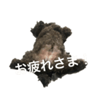 ゆうたとカメックス日常使い（個別スタンプ：12）