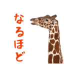 キリンの日常生活！ほほえみフレンズ（個別スタンプ：4）