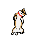 いつでも柴犬と一緒に。（個別スタンプ：1）