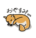 いつでも柴犬と一緒に。（個別スタンプ：2）