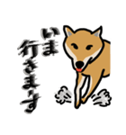 いつでも柴犬と一緒に。（個別スタンプ：4）