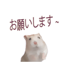 プディングマウスの愛日記♡（個別スタンプ：13）