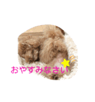 日常使えるモカくぅスタンプ（個別スタンプ：3）