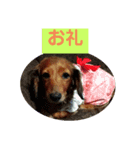 スタンプっスタンプ（個別スタンプ：6）