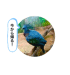 my zoo 001（個別スタンプ：11）