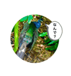 my zoo 001（個別スタンプ：12）
