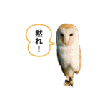 my zoo 001（個別スタンプ：13）