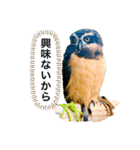 my zoo 001（個別スタンプ：16）