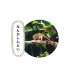 my zoo 001（個別スタンプ：20）