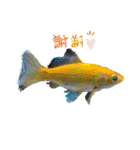 my zoo 001（個別スタンプ：22）