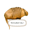 my zoo 001（個別スタンプ：25）