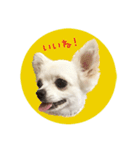 チワワスタンプ2000～チェリーちゃん～（個別スタンプ：1）