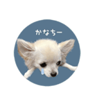 チワワスタンプ2000～チェリーちゃん～（個別スタンプ：2）