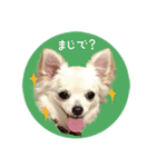 チワワスタンプ2000～チェリーちゃん～（個別スタンプ：5）