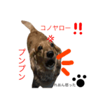 まろん＆れおん（個別スタンプ：5）
