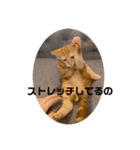いもスタ1（個別スタンプ：2）