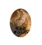 いもスタ1（個別スタンプ：5）