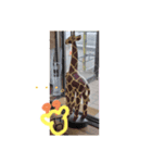 はるきスタンプ×キリンファンスタンプ9☆（個別スタンプ：6）