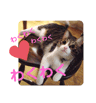 アルラムジョーにゃん（個別スタンプ：3）
