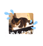 アルラムジョーにゃん（個別スタンプ：4）