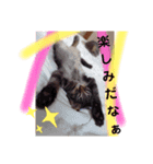 アルラムジョーにゃん（個別スタンプ：6）