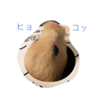 いやしのさく（個別スタンプ：1）