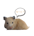 いやしのさく（個別スタンプ：11）