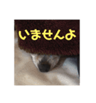 毎日使えないチワワのスタンプ（個別スタンプ：4）