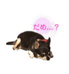 毎日使えないチワワのスタンプ（個別スタンプ：18）