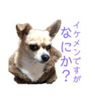 毎日使えないチワワのスタンプ（個別スタンプ：21）