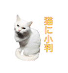 日常で使えるあずま語録6（個別スタンプ：24）