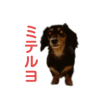 るゔのすたんぷ1（個別スタンプ：13）