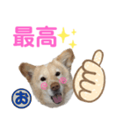 秋田犬あっことオクラと悟空（個別スタンプ：14）