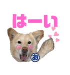 秋田犬あっことオクラと悟空（個別スタンプ：16）