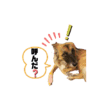 スージー＆海（個別スタンプ：12）