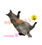 ぴぴちゃん2♡（個別スタンプ：13）