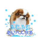 ある狆たちのくらし（個別スタンプ：3）
