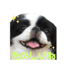 ある狆たちのくらし（個別スタンプ：5）
