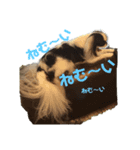 ある狆たちのくらし（個別スタンプ：6）