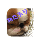 ある狆たちのくらし（個別スタンプ：8）