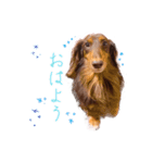 こたのおはようスタンプ（個別スタンプ：4）