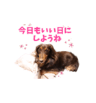 こたのおはようスタンプ（個別スタンプ：6）