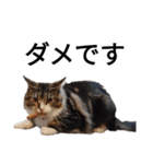 うちのゲべちゃん2（個別スタンプ：4）