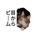 うちのゲべちゃん2（個別スタンプ：5）